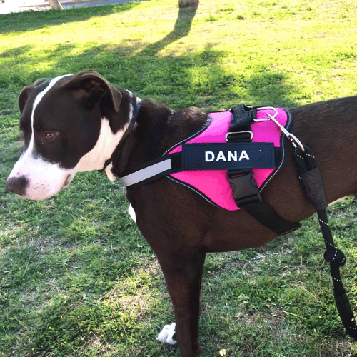 Buy Wholesale Hong Kong SAR Light Weight Service Big Dog Harness With  Reflective Service Dog Patches,different Patches Available & Light Weight  Service Big Dog Harness at USD 4.5